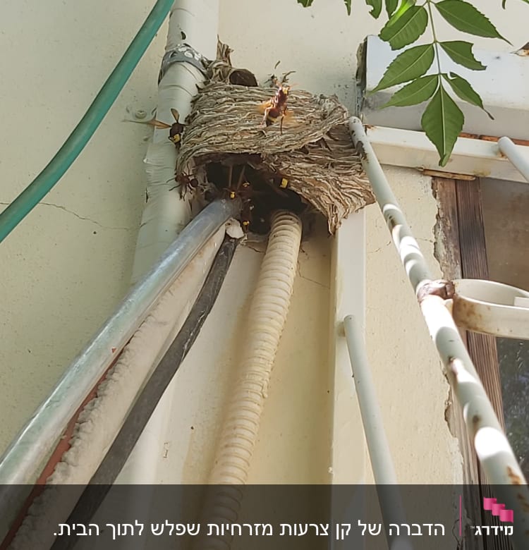 קן צרעות על קיר ליד צינורות